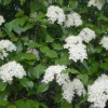 Blackhaw Viburnum Live Plant - 2.5" Pot - Outdoor Shrub - Image 1