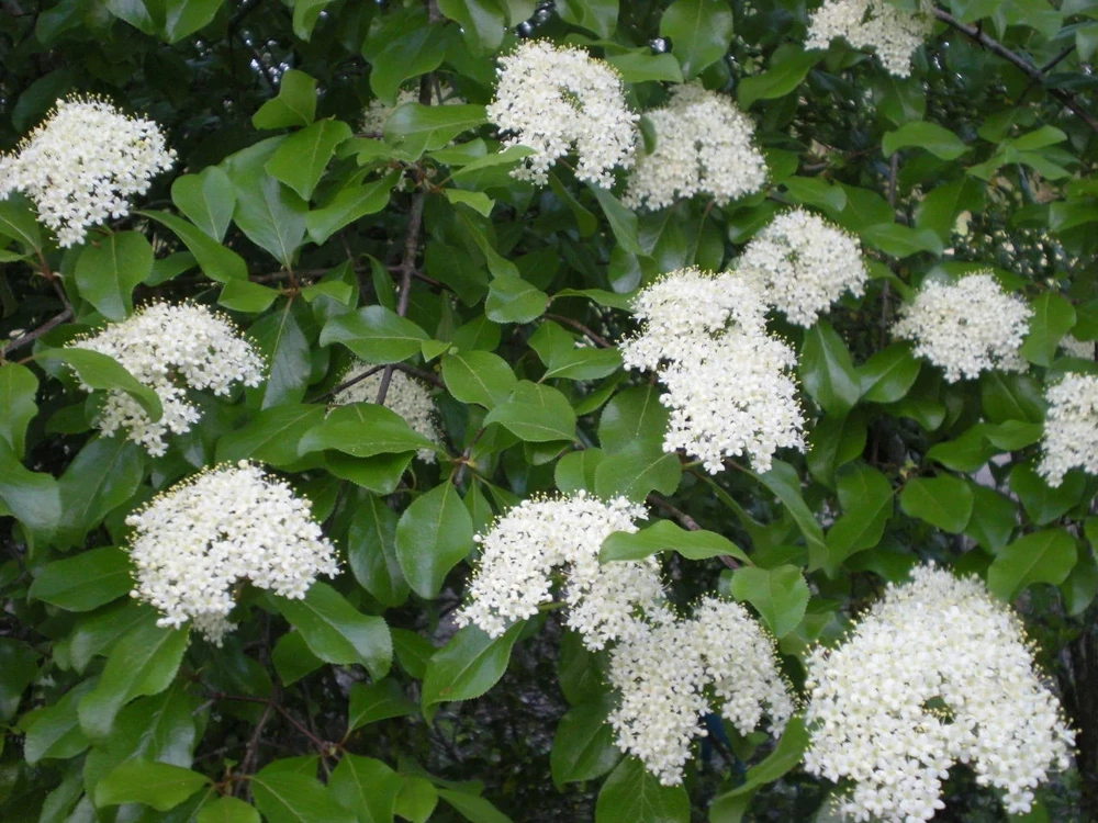 Blackhaw Viburnum Live Plant - 2.5" Pot - Outdoor Shrub - Image 1