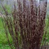 Blackhawks Grass Live Plant - Ornamental Big Bluestem Perennial, 4-6 ft Tall - Image 1