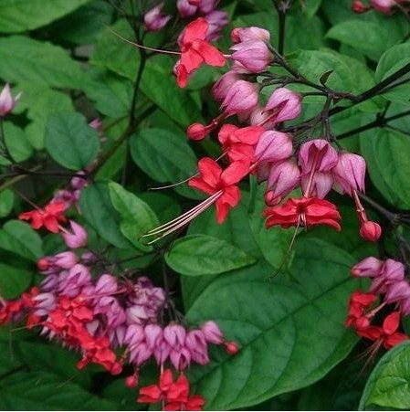 Bleeding Heart Vine Live Plant - Clerodendrum thomsoniae - Purple & Red Flowers - 2.5" Pot - Image 2