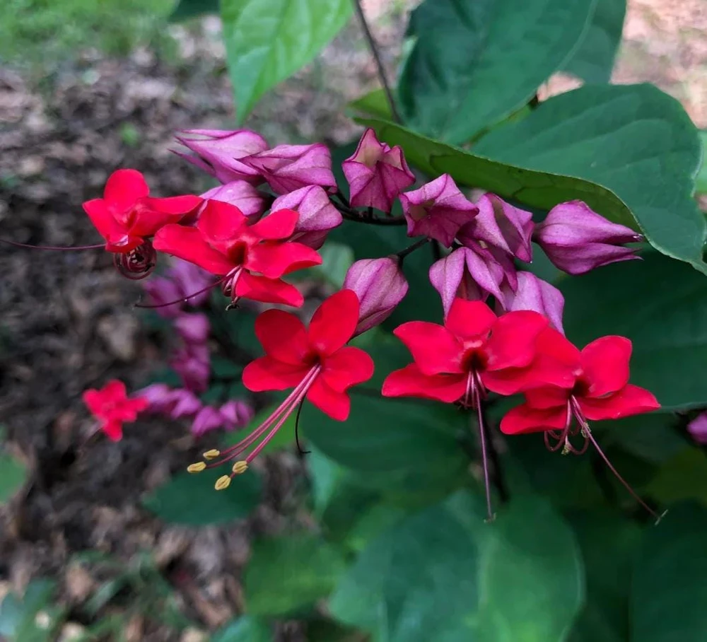 Bleeding Heart Vine Live Plant - Clerodendrum thomsoniae - Purple & Red Flowers - 2.5" Pot - Image 1