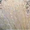 Blonde Ambition Grass Live Plant - Bouteloua gracilis - 1 Perennial Ornamental - Image 1