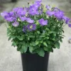 Blue Bellflower Campanula Perennial Live Plant - 2.5" Pot - Image 1