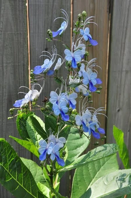 Blue Butterfly Bush Live Plant - Clerodendrum, Starter Plant, 2.5x4 inch Pot - Image 2