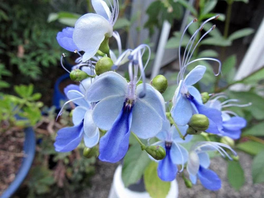 Blue Butterfly Bush Live Plant - Clerodendrum, Starter Plant, 2.5x4 inch Pot - Image 3
