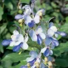 Blue Butterfly Bush Live Plant - Clerodendrum, Starter Plant, 2.5x4 inch Pot - Image 1