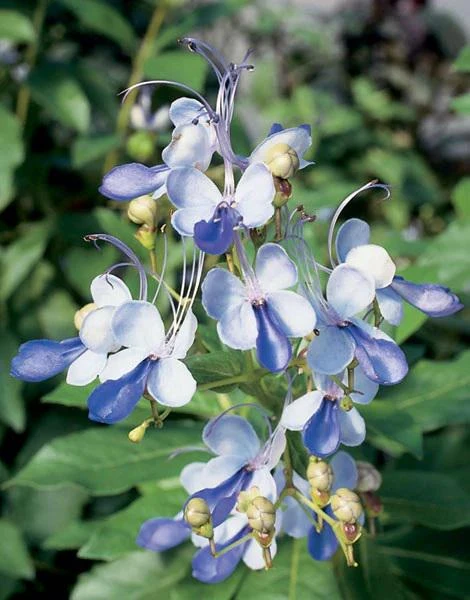 Blue Butterfly Bush Live Plant - Clerodendrum, Starter Plant, 2.5x4 inch Pot - Image 1