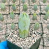 Blue Candle Cactus Live Plant | Myrtillocactus Geometrizans | 4 inch Pot | Indoor Succulent - Image 1