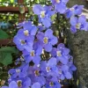 Blue Eyed Susan Vine Live Plant - Thunbergia Alata Perennial Flower Starter Plant - Image 1