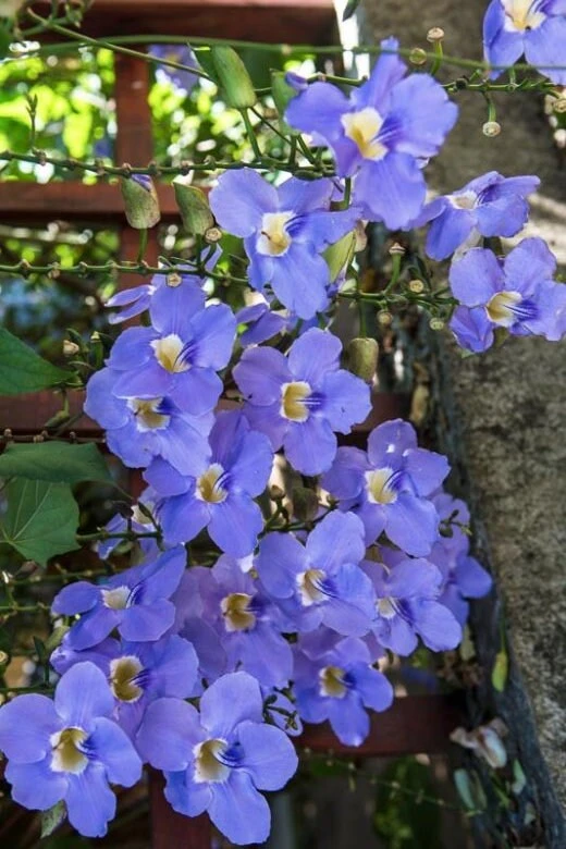Blue Eyed Susan Vine Live Plant - Thunbergia Alata Perennial Flower Starter Plant - Image 1