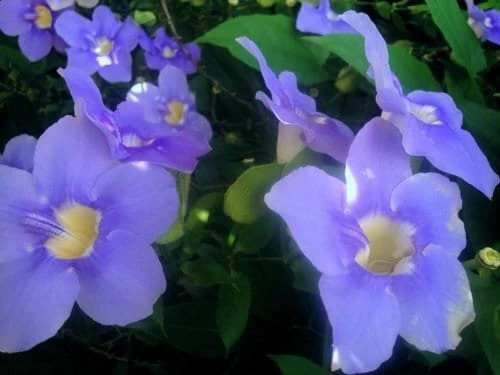 Blue Eyed Susan Vine Live Plant - Thunbergia Alata Perennial Flower Starter Plant - Image 2
