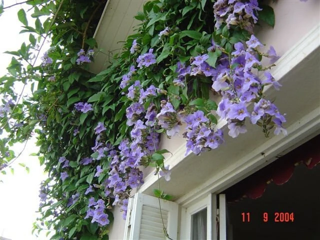 Blue Eyed Susan Vine Live Plant - Thunbergia Alata Perennial Flower Starter Plant - Image 4