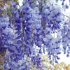 Blue Flowering Wisteria Live Plant – 2.5-inch Pot – Outdoor Vine - Image 1