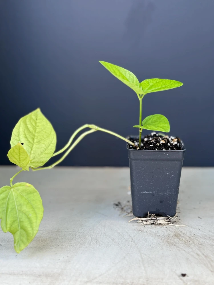 Blue Glory Black Eyed Susan Vine Live Plant - Perennial Flower, 2.5x4 inch Pot - Image 2