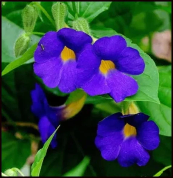 Blue Glory Black Eyed Susan Vine Live Plant - Perennial Flower, 2.5x4 inch Pot - Image 3