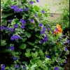 Blue Glory Black Eyed Susan Vine Live Plant - Perennial Flower, 2.5x4 inch Pot - Image 1