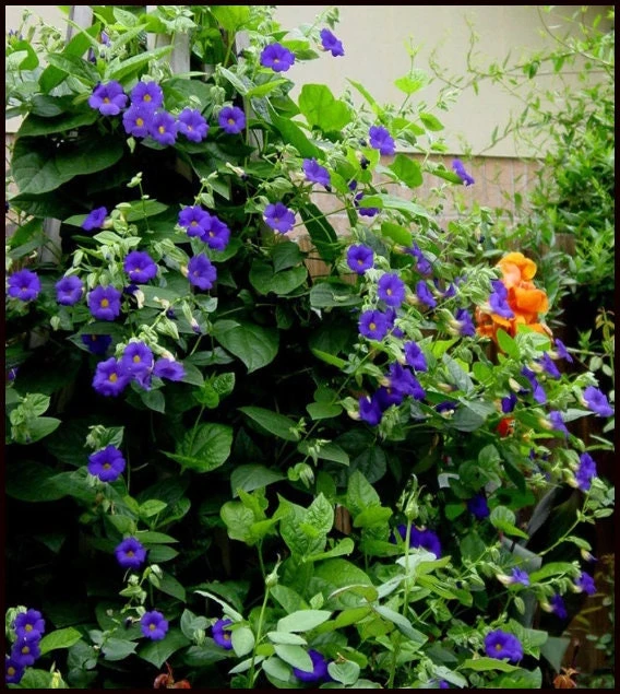 Blue Glory Black Eyed Susan Vine Live Plant - Perennial Flower, 2.5x4 inch Pot - Image 1