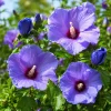 Blue Hibiscus Live Plant - Rose Hibiscus Tropical Shrub 4-8 Inch Tall - Image 1