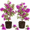 Blueberry Ice Bougainvillea Live Plant - Set of 2, 4-7 Inches Tall, Flowering Vine - Image 1
