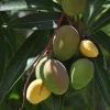 Bondyk Mango Tree - Grafted Mangifera indica Live Plant, 3 Gallon Pot, Tropical Fruit - Cannot ship to CA - Image 1