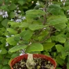Bonsai Spurflower Plectranthus Ernstii Live Plant, 4 inch Pot, Rare Succulent - Image 1