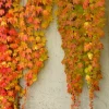 Boston Ivy Live Plant - 3 Pack Fast Growing Colorful Fall Foliage Vine - Image 1