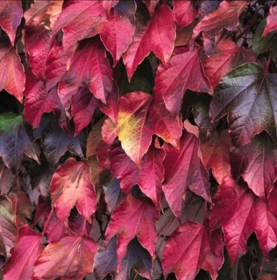 Boston Ivy Live Plant – Fast Growing Deciduous Vine – Colorful Fall Foliage – Starter Plant - Image 2