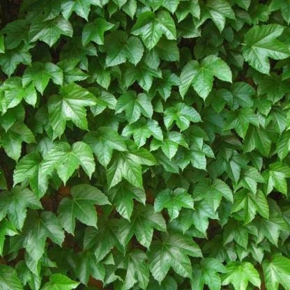 Boston Ivy Live Plant – Fast Growing Deciduous Vine – Colorful Fall Foliage – Starter Plant - Image 4
