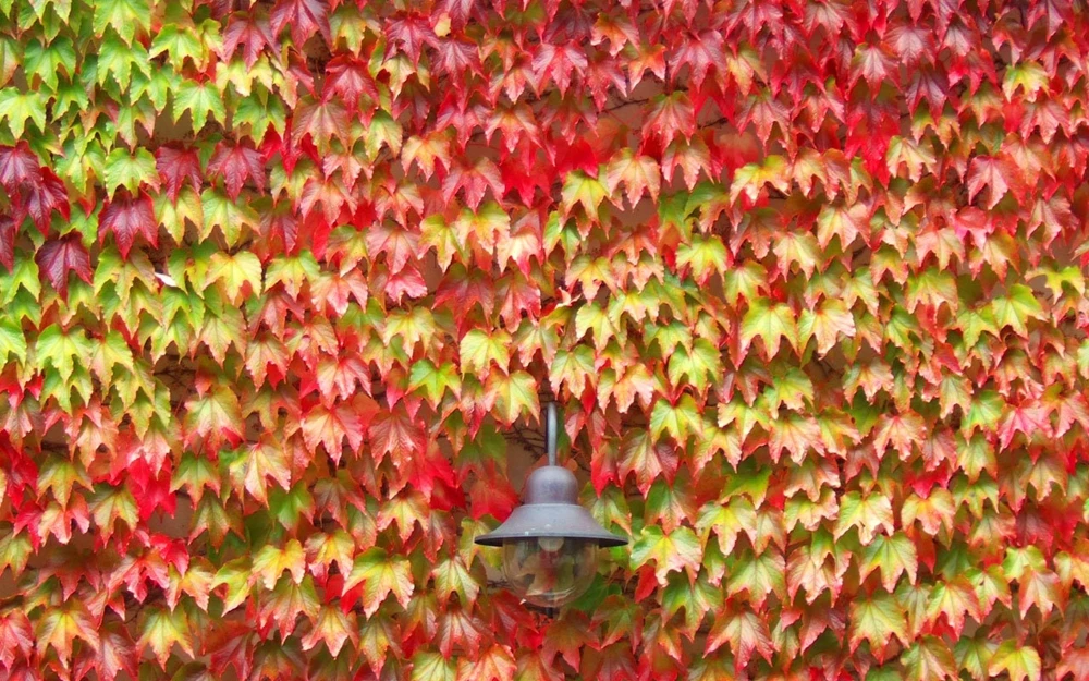 Boston Ivy Live Plant – Fast Growing Deciduous Vine – Colorful Fall Foliage – Starter Plant - Image 5