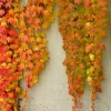 Boston Ivy Live Plant – Fast Growing Deciduous Vine – Colorful Fall Foliage – Starter Plant - Image 1