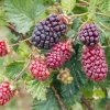 Boysenberry Live Plant - 3-6" Tall Bare Root Berry Bush for Garden - Image 1