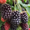 Boysenberry Live Plant - 3-6" Tall Bare Root - Rubus ursinus Hybrid - Outdoor Berry - Image 1