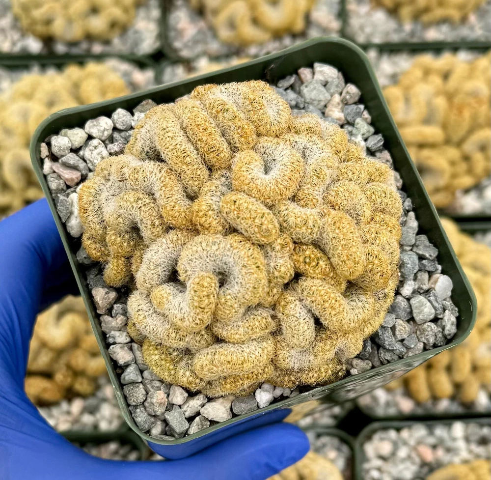 Brain Cactus Live Plant, Mammillaria elongata Cristata, 4 inch Pot, Rare Succulent - Image 2