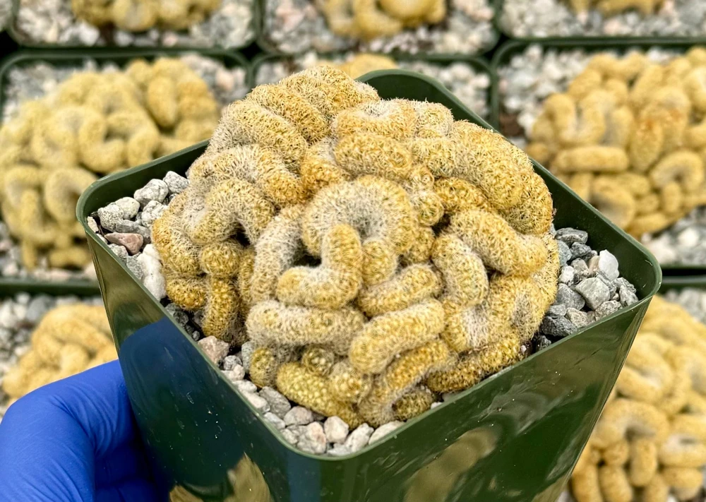 Brain Cactus Live Plant, Mammillaria elongata Cristata, 4 inch Pot, Rare Succulent - Image 3