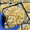 Brain Cactus Live Plant, Mammillaria elongata Cristata, 4 inch Pot, Rare Succulent - Image 1
