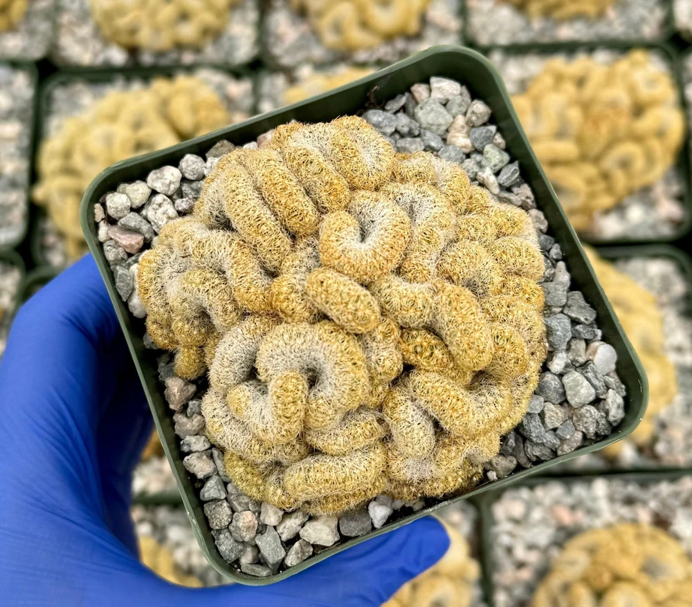 Brain Cactus Live Plant, Mammillaria elongata Cristata, 4 inch Pot, Rare Succulent - Image 1
