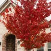 Brandywine Maple Tree - Live Plant, Vibrant Fall Color, 2.5-inch Pot, Outdoor - Image 1