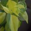 Brazil Philodendron Live Plant 4 inch Pot - Indoor/Outdoor Air Purifier - Image 1