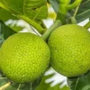 Breadfruit Tree Live Plant – Artocarpus altilis – Tropical Fruit Tree – 3 Gallon Pot – Outdoor - Cannot ship to CA - Image 1