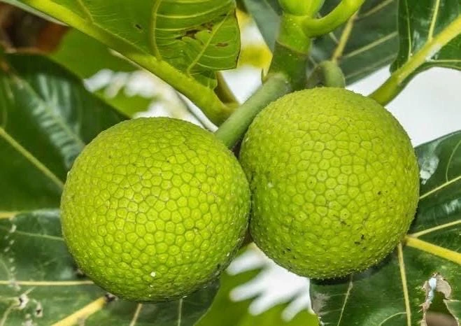 Breadfruit Tree Live Plant – Artocarpus altilis – Tropical Fruit Tree – 3 Gallon Pot – Outdoor - Cannot ship to CA - Image 1