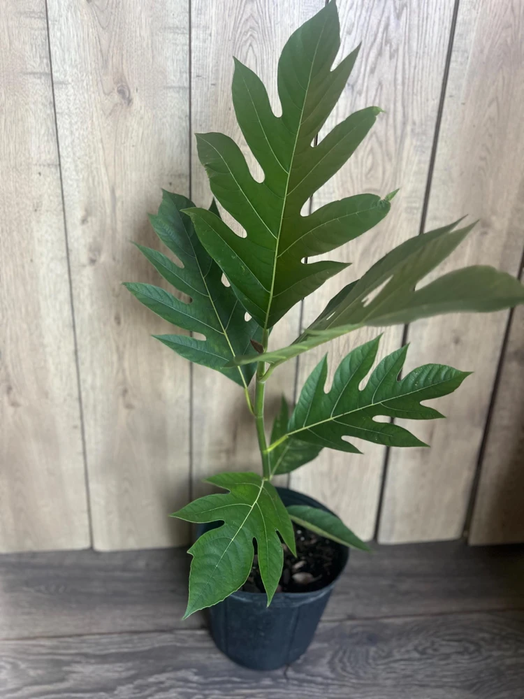 Breadfruit Tree Live Plant – Artocarpus altilis – Tropical Fruit Tree – 3 Gallon Pot – Outdoor - Cannot ship to CA - Image 2