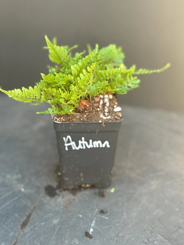 Brilliant Autumn Fern Live Plant - 2.5x4 inch Pot - Indoor/Outdoor Shade - Image 2