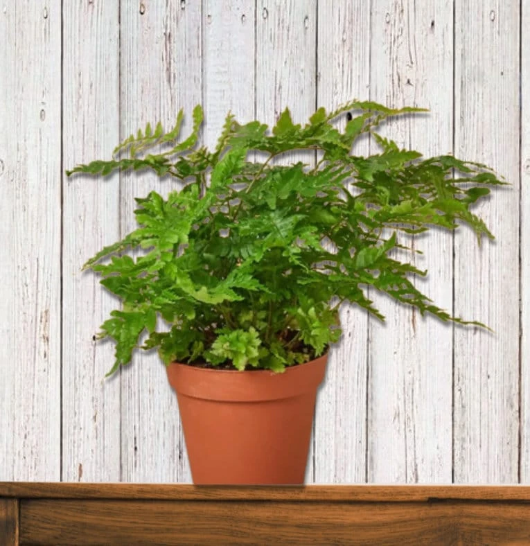Brilliant Autumn Fern Live Plant - 2.5x4 inch Pot - Indoor/Outdoor Shade - Image 3