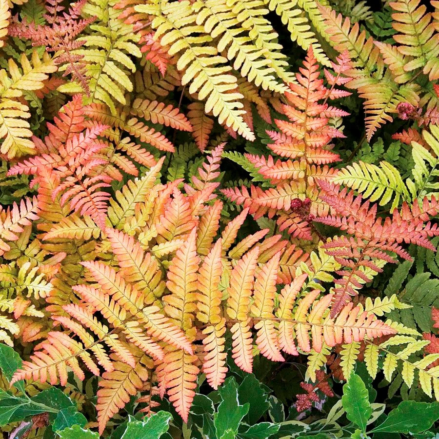 Brilliant Autumn Fern Live Plant - 2.5x4 inch Pot - Indoor/Outdoor Shade - Image 4