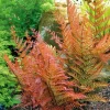 Brilliant Autumn Fern Live Plant - 2.5x4 inch Pot - Indoor/Outdoor Shade - Image 1