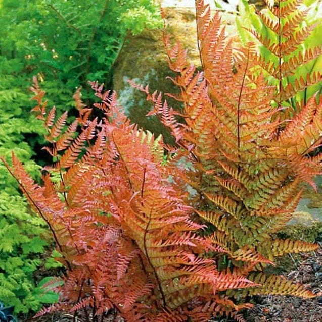 Brilliant Autumn Fern Live Plant - 2.5x4 inch Pot - Indoor/Outdoor Shade - Image 1