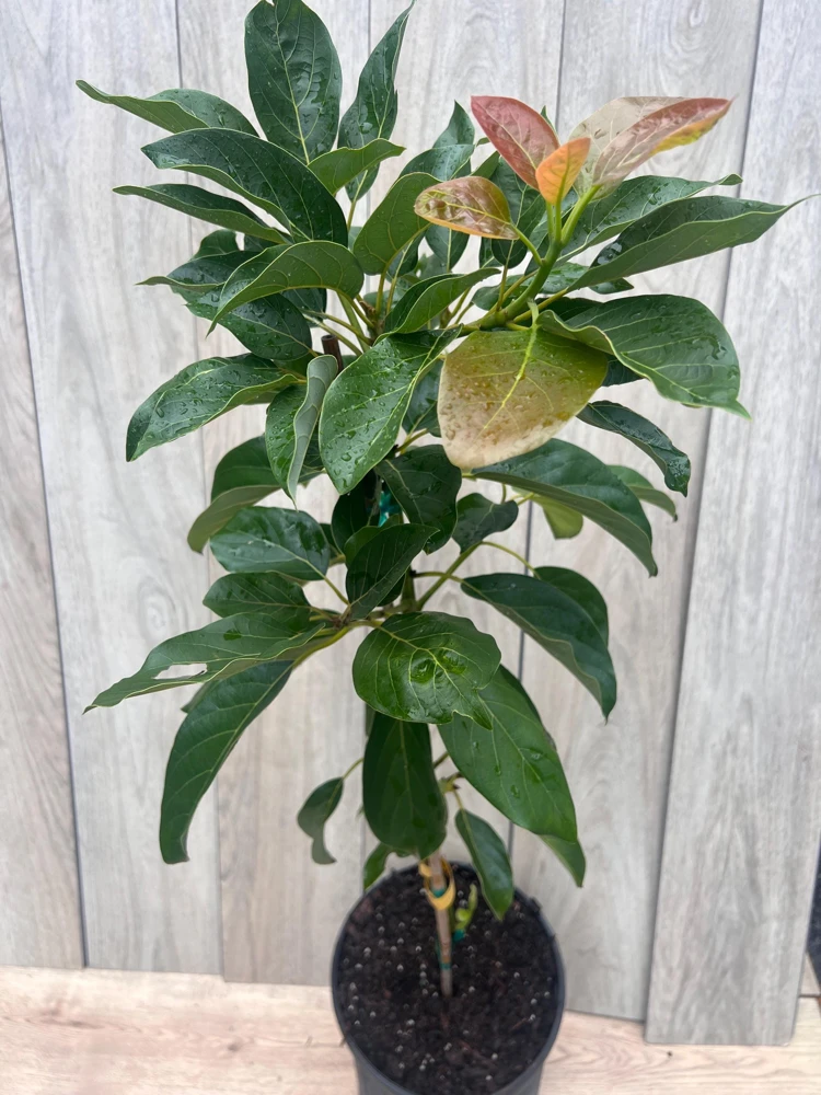 Brogdon Avocado Live Tree - Cold Hardy Grafted Persea americana, 3 Gallon Pot - Cannot ship to CA - Image 10