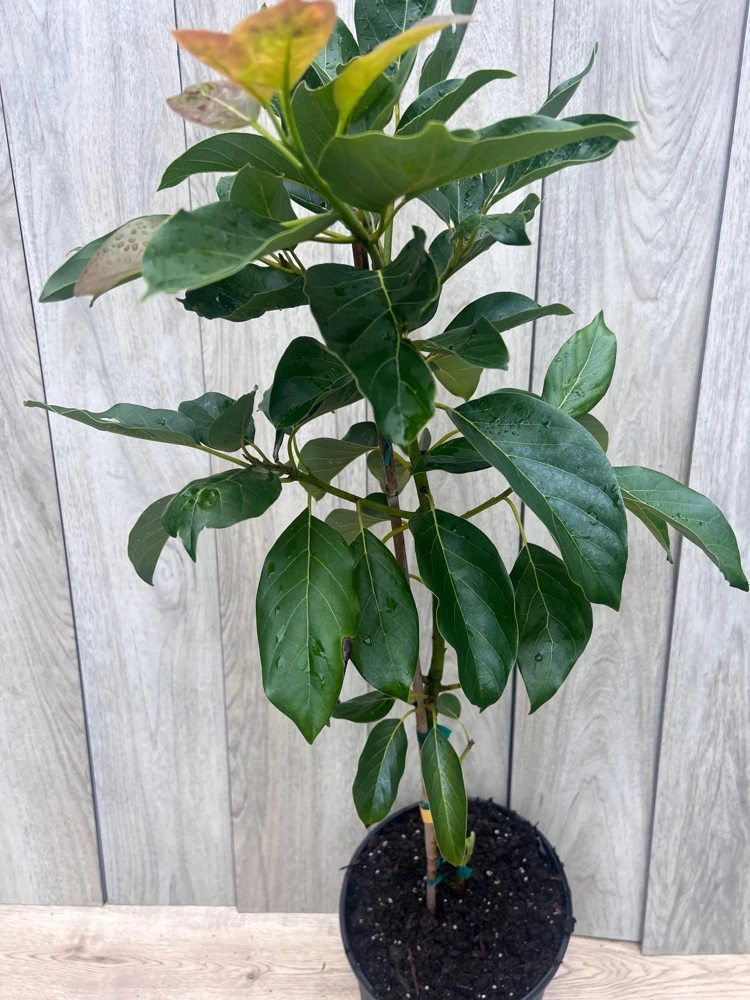 Brogdon Avocado Live Tree - Cold Hardy Grafted Persea americana, 3 Gallon Pot - Cannot ship to CA - Image 2