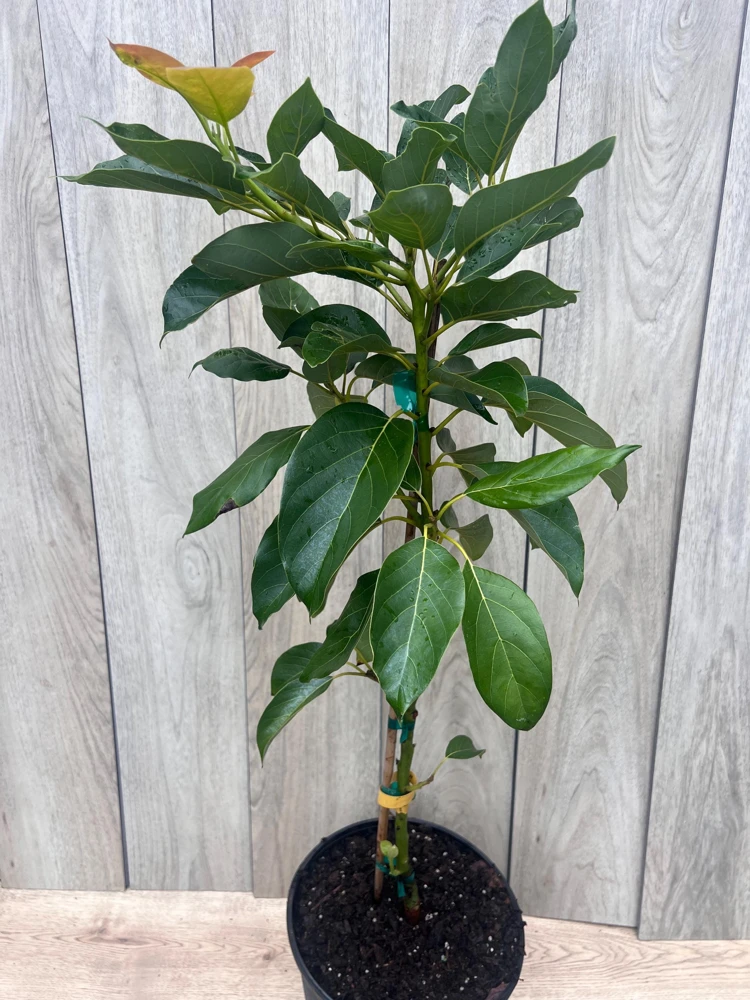 Brogdon Avocado Live Tree - Cold Hardy Grafted Persea americana, 3 Gallon Pot - Cannot ship to CA - Image 3