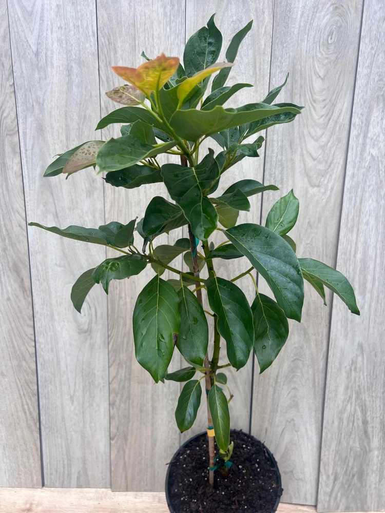 Brogdon Avocado Live Tree - Cold Hardy Grafted Persea americana, 3 Gallon Pot - Cannot ship to CA - Image 4